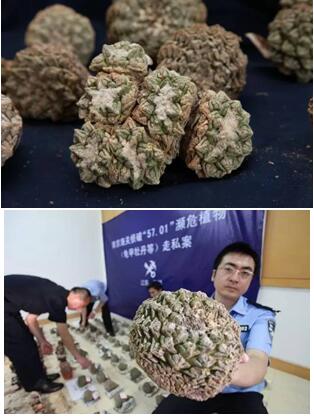 海关查获野生动植物,外贸代理,外贸进出口代理